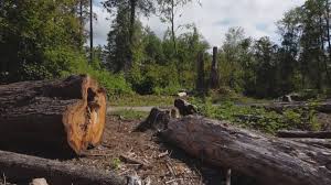 Crandon Lakes, NJ Tree Removal Company