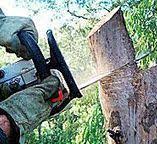 How Our Tree Care Process Works  in  Crandon Lakes, NJ