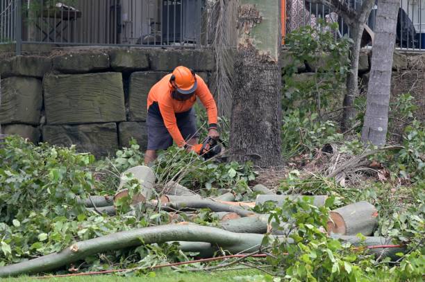 Best Tree Cabling and Bracing  in Crandon Lakes, NJ